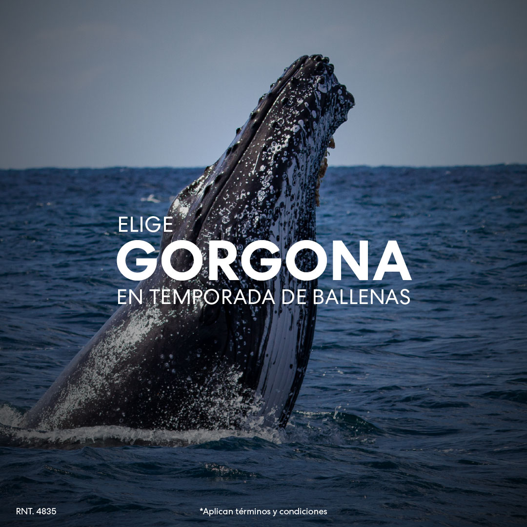 gorgona